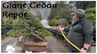 Repotting The Giant Cedar  Greenwood Bonsai [upl. by Laehctim157]