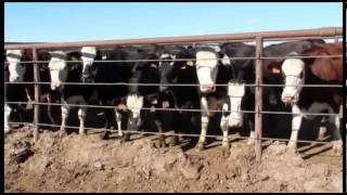 The benefits of crossbreeding dairy cattle ProCross dairyman Ben Andersen Idaho US [upl. by Iphlgenia88]