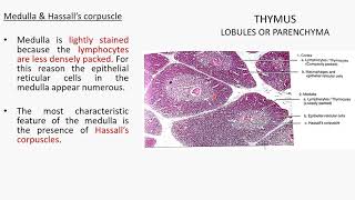 THYMUS HISTOLOGY [upl. by Elatnahc]