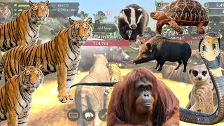 Tiger​ attack lion game play 🦁🐯🐅🐢 [upl. by Amelita]