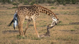 Giraffe Giving Birth In The Wild [upl. by Aehtorod]