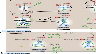 Biochemistry lec3 amino acids part one [upl. by Sullivan95]