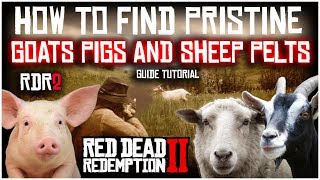 HOW TO FIND PRISTINE GOATS SHEEP AND PIGS PERFECT PELTS  RED DEAD REDEMPTION 2  GUIDE TUTORIAL [upl. by Drue624]