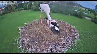 AlfeldD Both young storks fledged from the nest 20240703 [upl. by Zrike264]