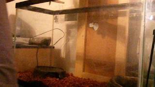 How to Setup a Ball Pythons Cage [upl. by Tatiania188]