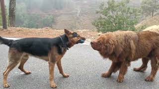 Rottweiller vs German shepherd 😱😱 rott gsd [upl. by Garihc108]