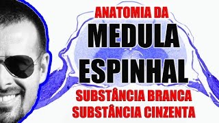 Anatomia da Medula Espinal Substância branca e cinzenta  Sistema Nervoso  VideoAula 091 [upl. by Enidlarej]