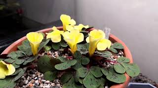 Time lapse Oxalis luteola splash flower [upl. by Naga806]