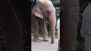 unseen african elephant safarikerala elephant ridethekkadyelephant park [upl. by Kcin]