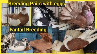 Fantail Kabutar Breeding  Fantail Breeding Pairs With Eggs  Fantail Pigeon Breeding Progress [upl. by Iccir423]