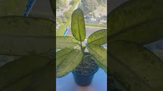 I always like to seeing live plants 🪴 MyJollyJourney plants views viralshorts viralvideo [upl. by Drexler]