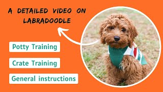 How to Train a Labradoodle  Obedience Potty amp Crate Training [upl. by Reynolds]