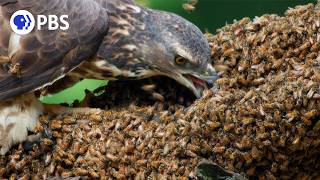 Honey Buzzards Feast on Deadly Hornets [upl. by Hsak]