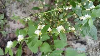 Alternanthera sessilisപൊന്നാങ്കണ്ണിsissoospinachBrazilianspinachsessile joyweeddwarf copperleaf [upl. by Carper]