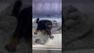 Adorable Creature  The Cutest Monkey Marmoset monkey [upl. by Sitoeht]