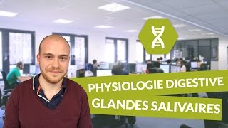 Physiologie digestive description des glandes salivaires  Physiologie [upl. by Kenna443]