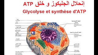 Glycolyse et production dénergie sous forme dATP dans le cytoplasme [upl. by Harpole657]