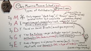 Antibody Types  One Minute Medical School [upl. by Benn]