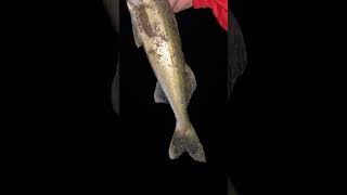 Walleye fishing 🎣 subscribe [upl. by Gambell]