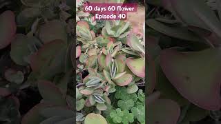 Kalanchoe thyrsiflora instagram succulenttreanding trending youtubeshorts gardenplants plants [upl. by Elimaj]