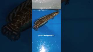 Channa Bleheri  Rainbow Snakehead snakehead exotic aquarium Bettafishcrazy [upl. by Mailli764]