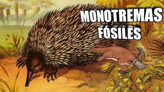 🦔El ORIGEN de Ornitorrincos y Equidnas Monotremas y más 😍 [upl. by Eltrym]