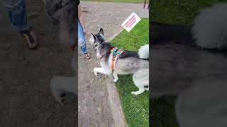 Service Dog Titan wants to play with Service Dog Cer siberianhusky [upl. by Venu]