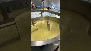 Wave Of Cheese Curds And Whey 🧀🤙🏻 cheese cheesemaking cheesemaker highwealddairy viral curd [upl. by Yssor142]