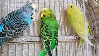 30 Min Hot Male Budgies Parakeets Singing Chirping [upl. by Elaina]