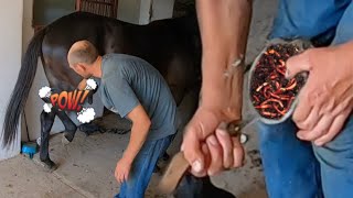 Bacteria in the hoof How did they get there Cleaning the hoof [upl. by Elocim539]