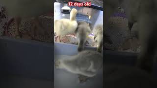 Goslings 12 days old [upl. by Adnirem]