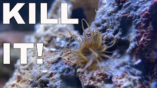 How to Kill Aiptasia  Red Sea Reefer XL 425 Build [upl. by Ennaylil]