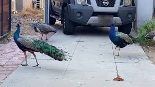 The Peacocks Are Beginning to Practice Their Dance Moves [upl. by Rma651]