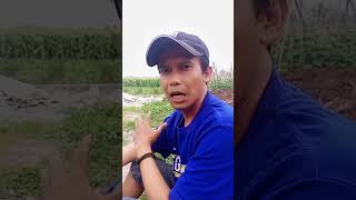 Pura pura bahagia  bobodoransunda  MangAno Jeung Kaka video comedy bobodoranbahasasunda [upl. by Ait496]