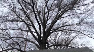 Pruning The Pin Oaks [upl. by Irwin426]