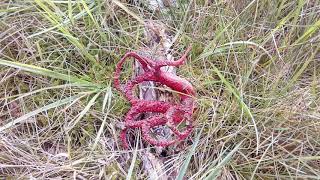 Houbaření Clathrus archeri květnatec archerův cz [upl. by Elston561]