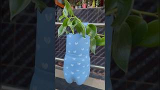 Let’s propagate peperomia green creeper from cutting youtubeshorts trendingshorts shorts [upl. by Yelyak]