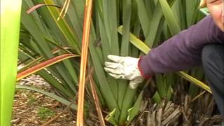 How to harvest amp clean your Harakeke NZFlax Phormium Tenax Bush [upl. by Cecilius]