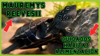 MAUREMYS REEVESII TORTUGA CHINA TORTUGA DE 3 CRESTAS CUIDADOS ALIMENTACIÓN Y HÁBITAT [upl. by Delmar]