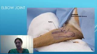 Canine Intraarticular Injection Technique  A Detailed Guide for Veterinary Surgeons [upl. by Mikes941]