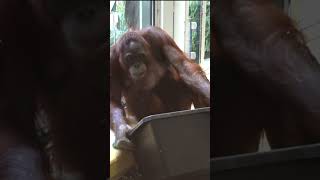 Sari the Orangutans Shocking Water Drinking Habitsshortsfunnyvideoorangutansfunnyanimalzoo [upl. by Yelsna]