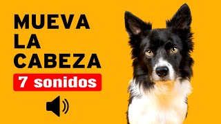 7 SONIDOS para PERROS para que MUEVAN la CABEZA  Garantizado [upl. by Ynahirb81]