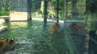 Liger Swim at Safari Park Shenzhen [upl. by Annaehr854]