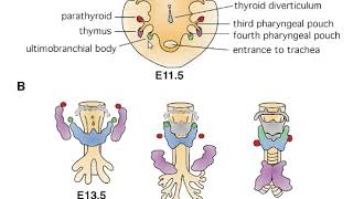 Branchial arches clefts amp pouches [upl. by Ylrebnik]