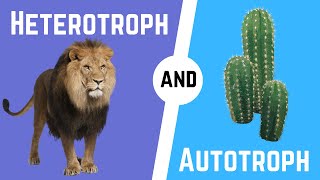 Autotrophs and Heterotrophs [upl. by Towne]