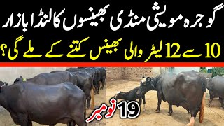 Gojra Maweshi Mandi Today  Buffalo Rates Update 2024 [upl. by Harrison]