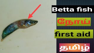 betta fish 🥺 disease 🥺Tamil bettadisease betta fish not eating food in tamil [upl. by Anidnamra]