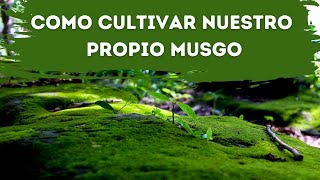 MUSGO  COMO CULTIVAR NUESTRO PROPIO MUSGO  TIPOS DIFERENTES DE MUSGOS  MUSGOS PARA JARDINES [upl. by Geis]