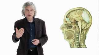 Steven Pinker Linguistics as a Window to Understanding the Brain  Big Think [upl. by Ellerret]