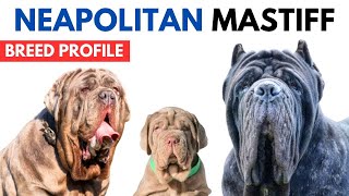 Neapolitan Mastiff Breed Profile History  Price  Traits  Mastino Napoletano Grooming Needs [upl. by Atteras]